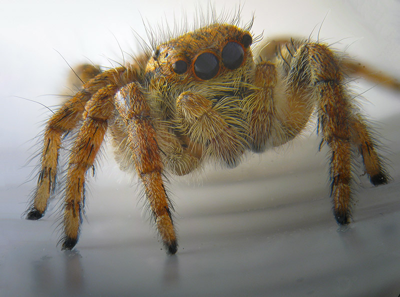 Salticidae
